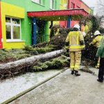 TŁUSZCZ. Wielki świerk runął przed wejściem do przedszkola. Bardzo silny wiatr.