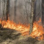 DĄBRÓWKA. Duży pożar lasu. Spłonęło ponad 6 hektarów. Akcja trwała kilka godzin.  