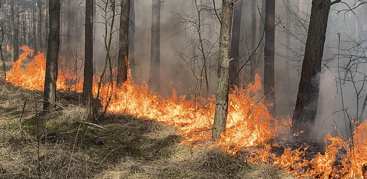 DĄBRÓWKA. Duży pożar lasu. Spłonęło ponad 6 hektarów. Akcja trwała kilka godzin.  