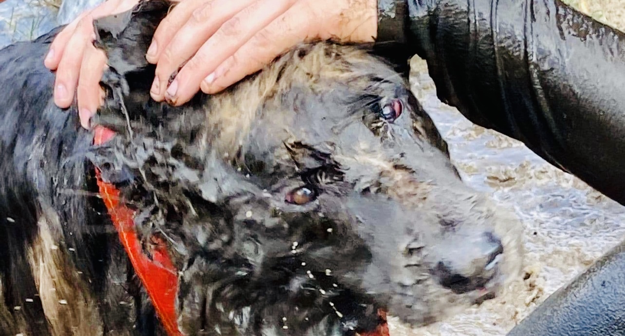 MARKI. Strażacy z OSP uratowali topiącego się w bagnie psa. Udało się w ostatniej chwili.  